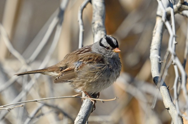 WhitecrownedSparrow