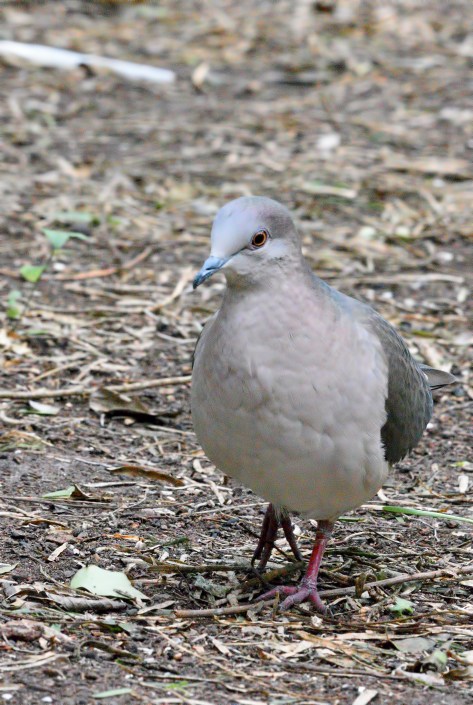 WhitetippedDove