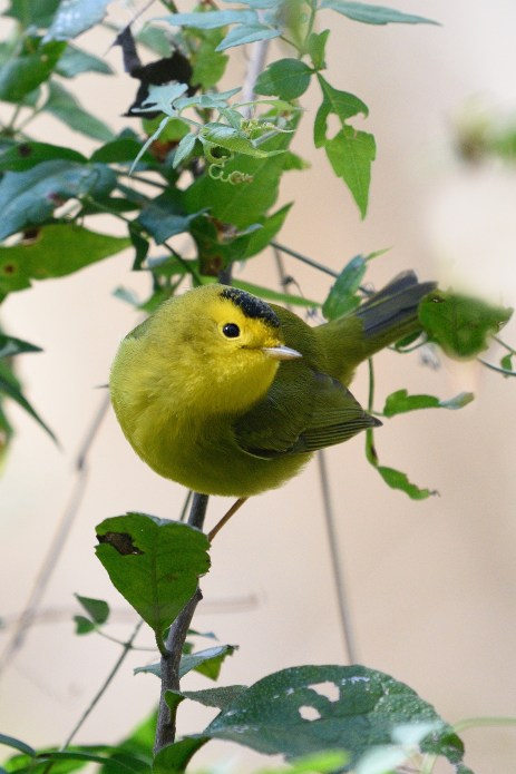 WilsonsWarbler