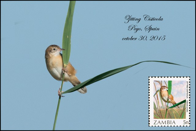 ZittingCisticola