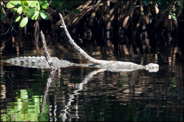 AmericanCrocodile2016