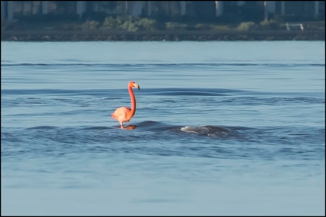 AmericanFlamingo2016B