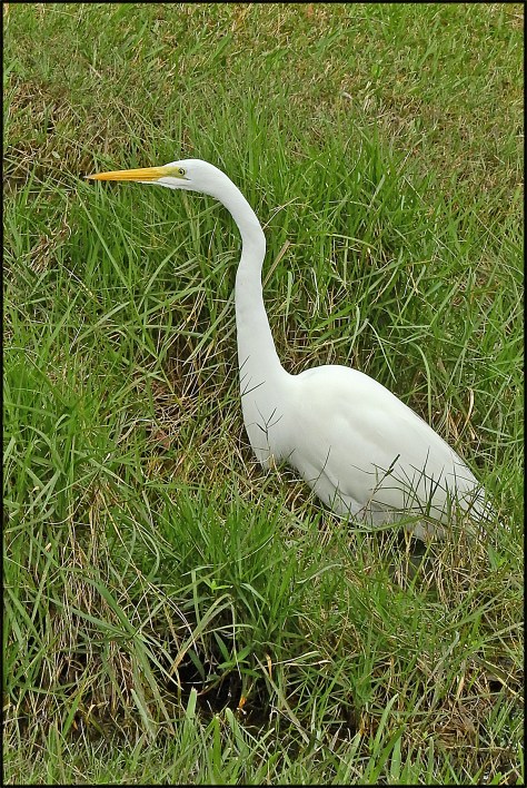 GreatEgret2016