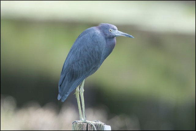 LittleBlueHeron2016B