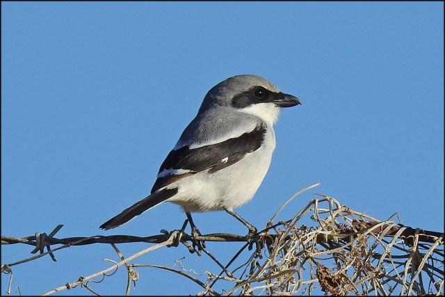 LoggerheadShrike2016