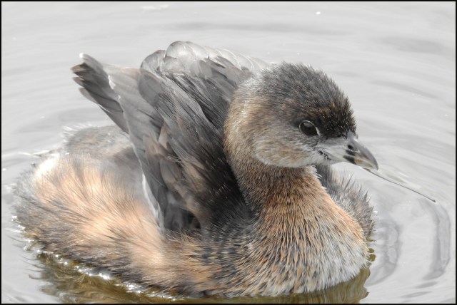 PiedbilledGrebe2016
