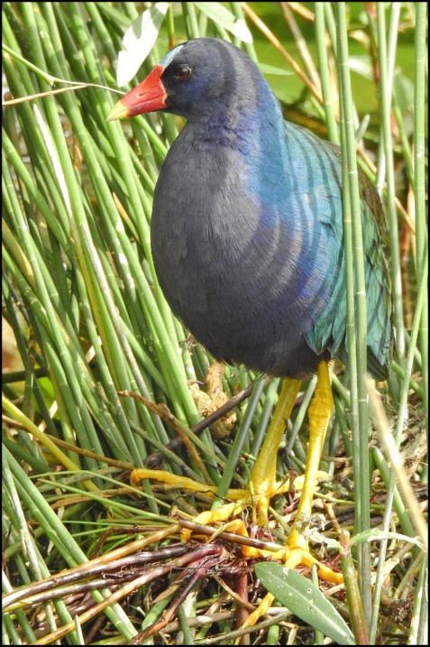 PurpleGallinulle2016