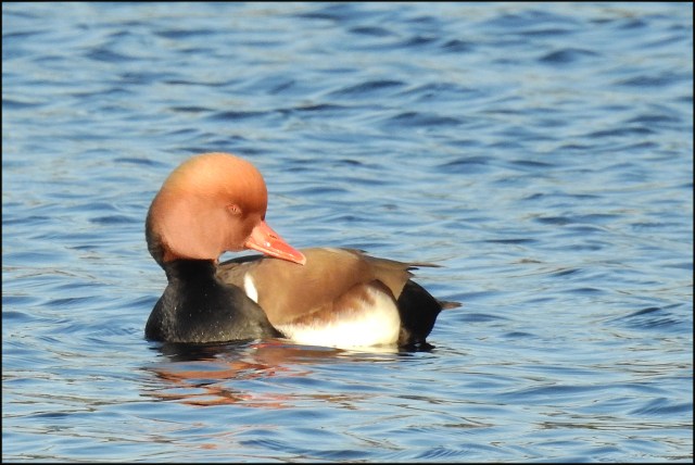 RedCrestedPochard2016