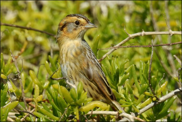 SaltmarshSparrow2016