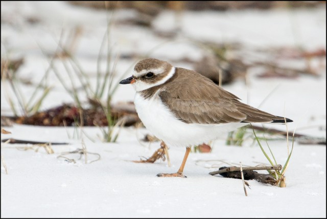 SemiPalmatedPlover2016C