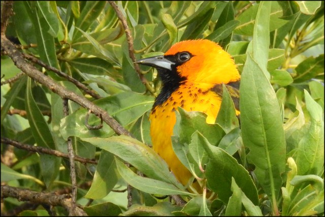SpotbreastedOriole2016