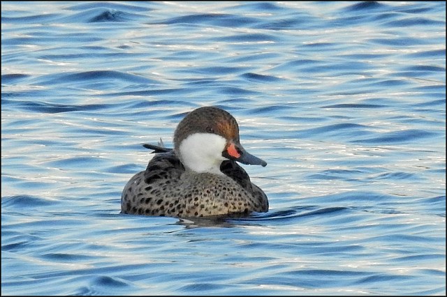 WhitecheekedPintail2016