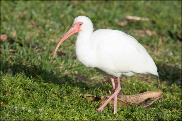 WhiteIbis2016B