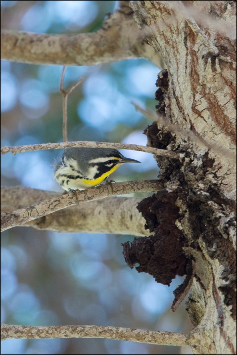 YellowthroatedWarbler2016