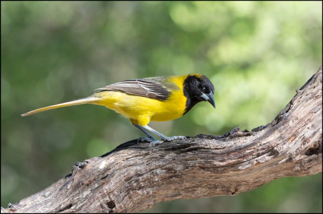 AudubonOrioleMarch2015FB