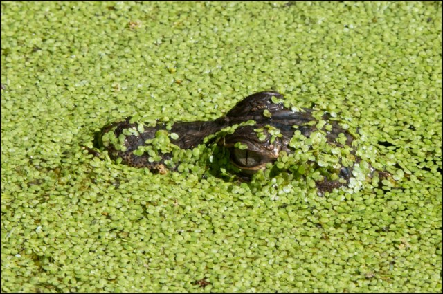 BabyGatorMarch2016CFB