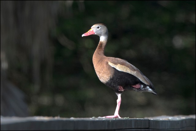 BlackbelliedDuckMarch2016FB