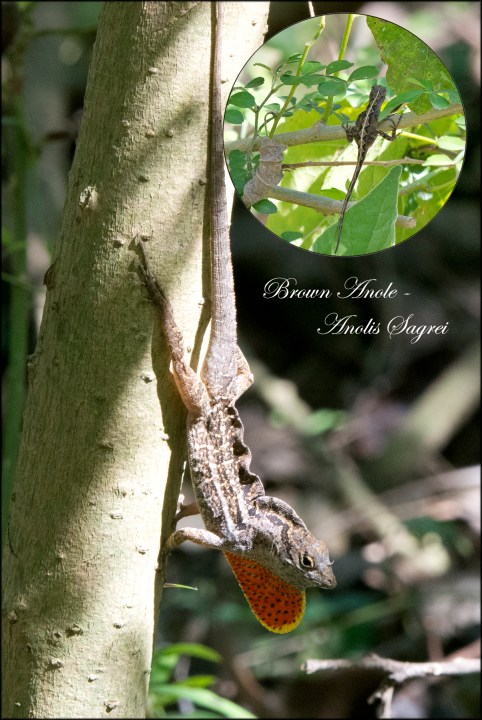 BrownAnole2016