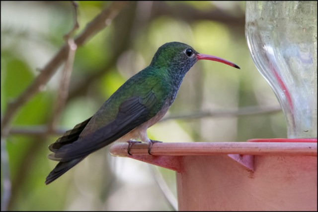 BuffbelliedMarch2016C2FB