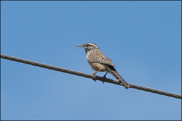 CactusWrenMarch2016FB