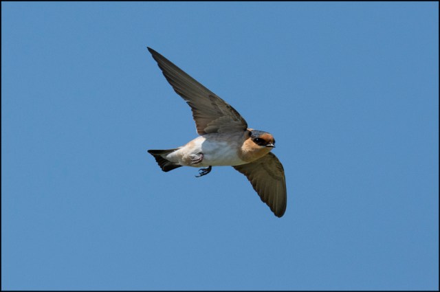 CaveSwallowMarch2016FB