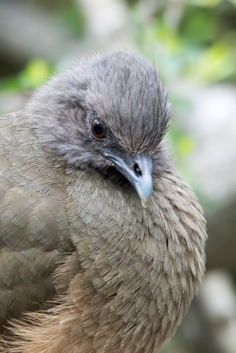 ChachalacaMarch2016B