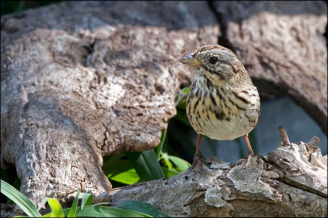LincolnSparrowMarch2016FB