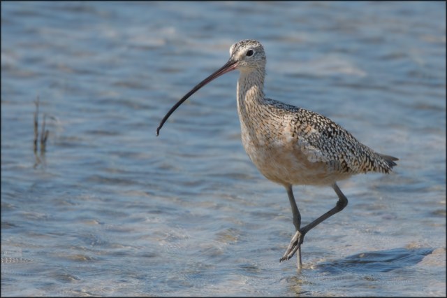 LongbilledCurlew2March2016FB