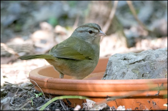 OliveSparrowMarch2016CFB