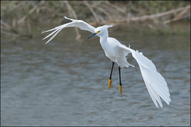 SnowyEgretMarch2016CFB