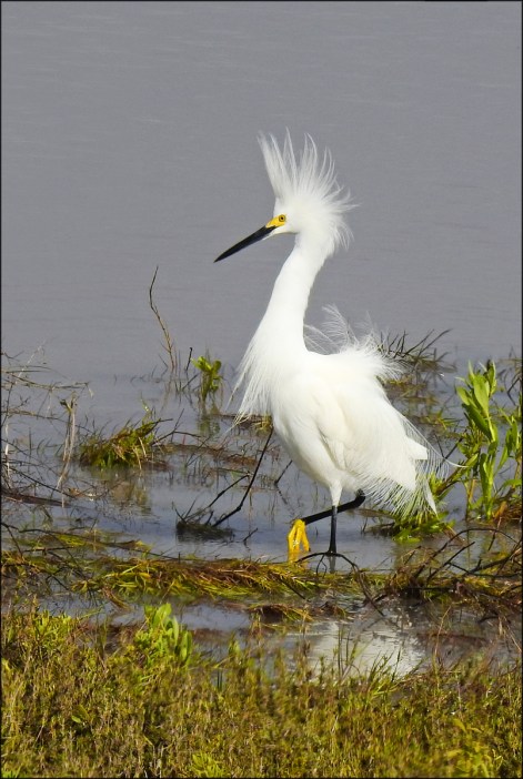 SnowyEgretMarch2016FB