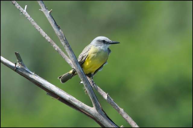 TropicalKingbirdMarch2016FB