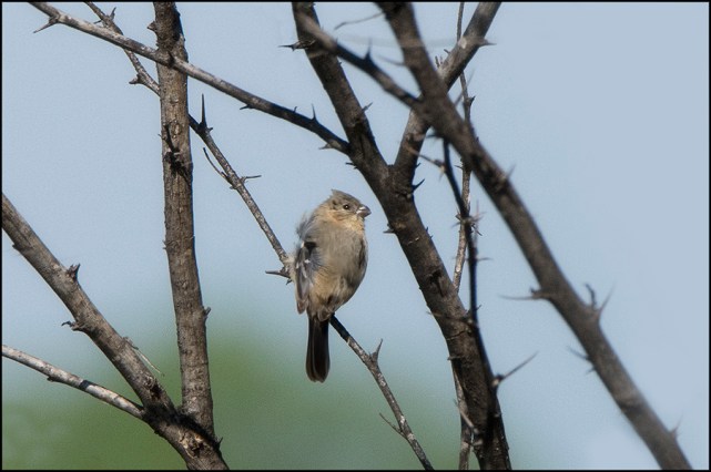 WhitecollaredSeedeaterMarch2016FB