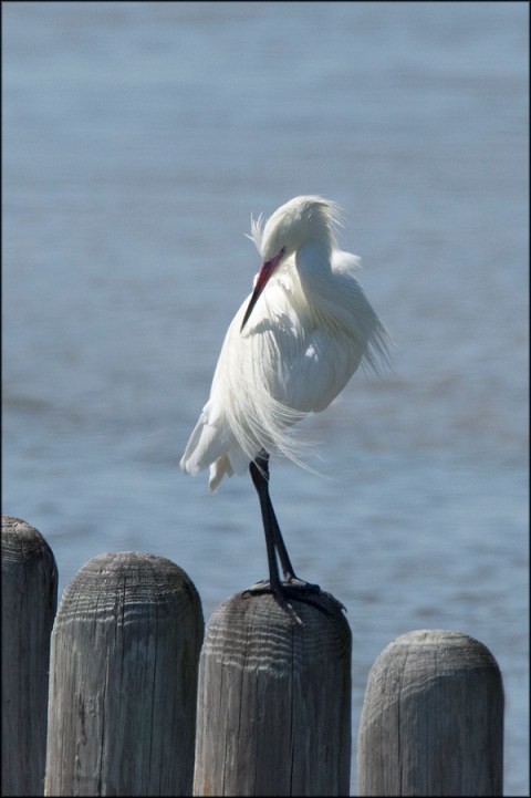 WhiteMorphReddishEgretMarch2016FB