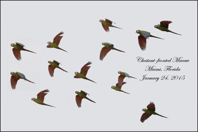 ChestnutFrontedMacaw