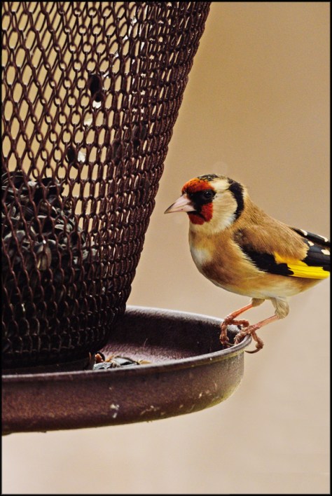 EurasianGoldfinchFBD