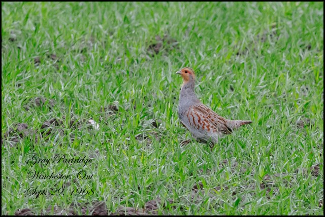 GrayPartridge