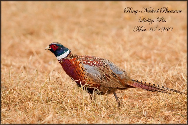 RingNeckedPheasant