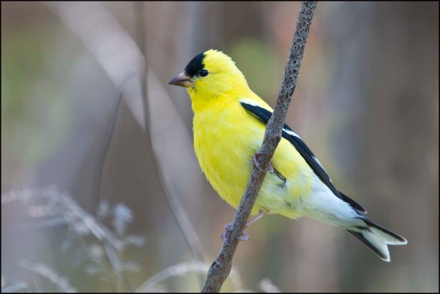 AmericanGoldfinch2016