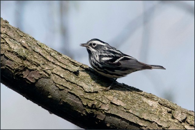 BlackandWhiteWarbler2016