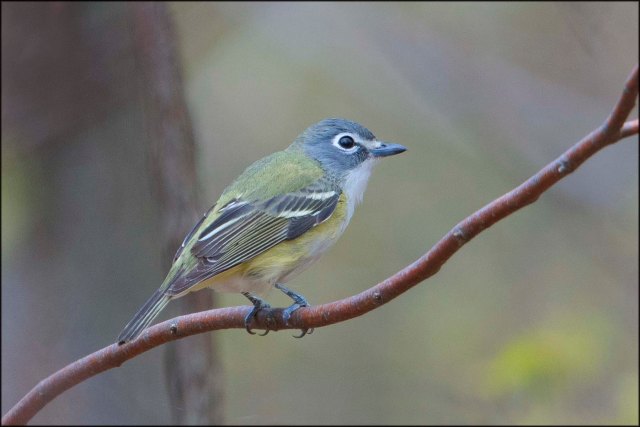 BlueHeadedVireo2016C