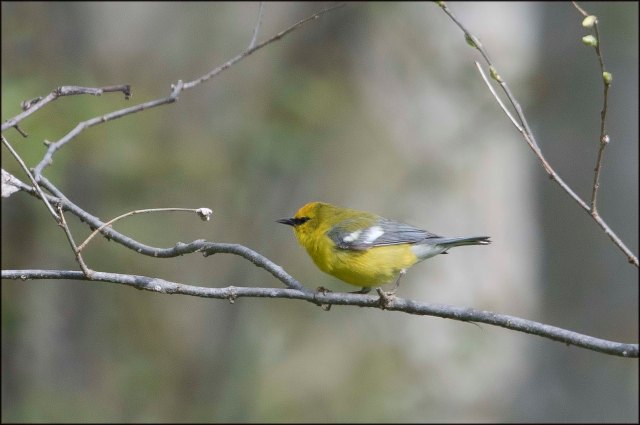 BluewingedWarbler2016