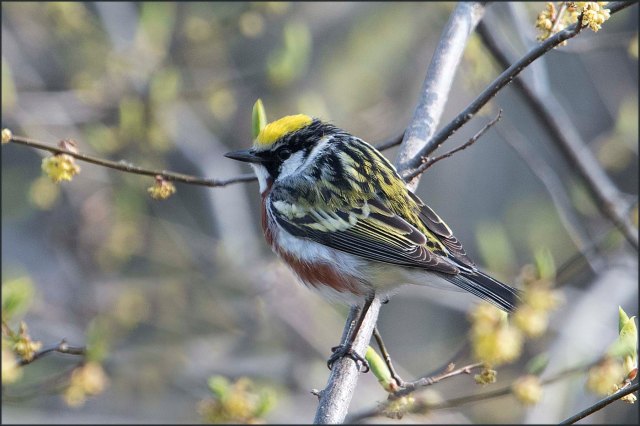 ChestnutsidedWarbler2016