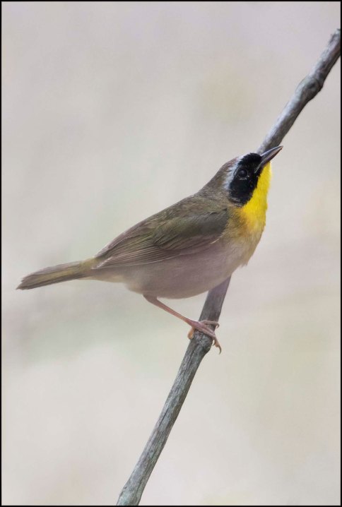 CommonYellowthroat2016