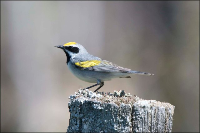 GoldwingedWarbler2016