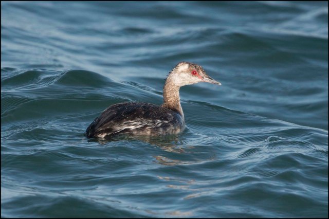 HornedGrebe2016