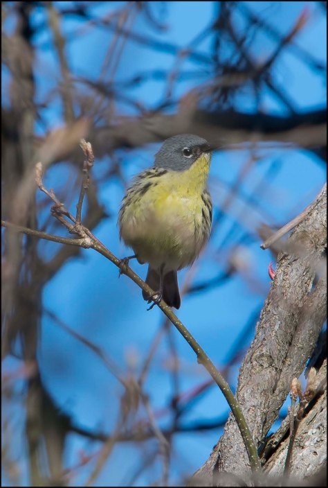 KirtlandsWarbler2016