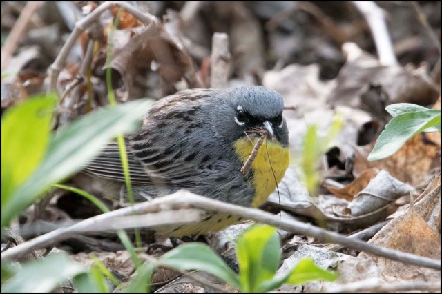 KirtlandsWarbler2016D