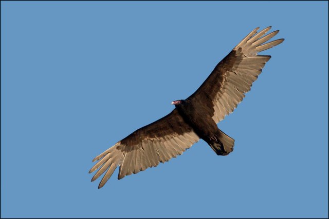 TurkeyVulture2016