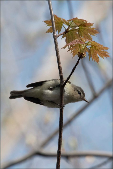 WarblingVireo2016